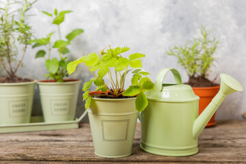 Fresh garden herbs in pots. Strawberries in a pot on the background of a blurred kitchen interior. Seedling of spicy spices and herbs. Assorted fresh herbs in a pot. Home aromatic and culinary herbs.