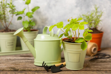 Fresh garden herbs in pots. Strawberries in a pot on the background of a blurred kitchen interior. Seedling of spicy spices and herbs. Assorted fresh herbs in a pot. Home aromatic and culinary herbs.