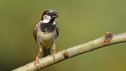 sparrow on a branch