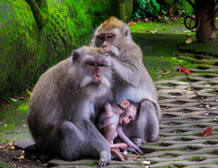 Monkey Forest, Ubud, Bali