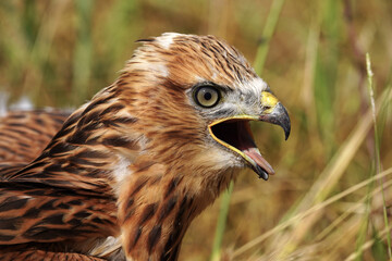 Long-legged Buzzard close up potrait photo