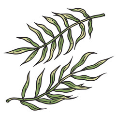 Tropical plants or summer exotic leafs for decoration wedding or florist shop. Nature exotic plant for vector tropic design