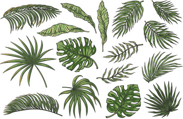 Tropical plant set or summer exotic leafs for decoration wedding or florist shop. Exotic nature plants collection with monstera, palm and banana leafs for vector tropic design