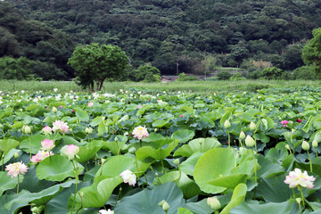 長崎の唐比ハス園の蓮02