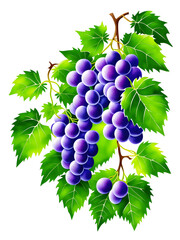 Obraz premium Bunch of fresh red, blue grapes on vine, isolated on white background. Ingredient for making red wine.