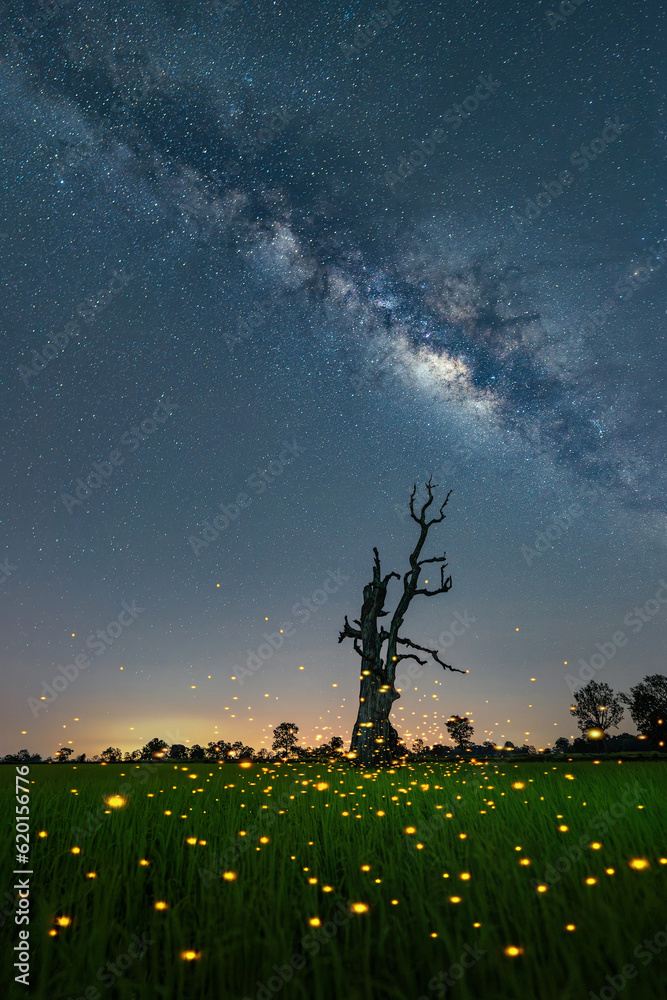 Canvas Prints Dead tree scene with Night sky milky way and stars on sky background. With lots of fireflies lighting around the trees and fields, rice fields. With noise and grain.Photo by long exposure.