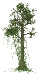 Tropical Rain Forest Tree 3D Illustration, Image 3 of a series
