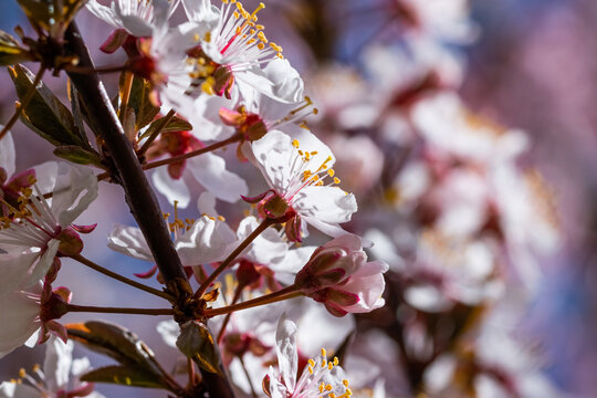 Blooming cherry tree in springtime. Season specific. 