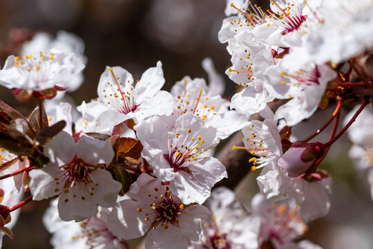 Blooming cherry tree in springtime. Season specific. 