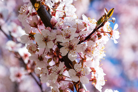 Blooming cherry tree in springtime. Season specific. 