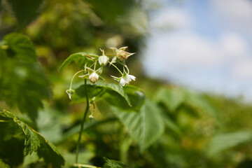 the raspberry bush blooms in the garden