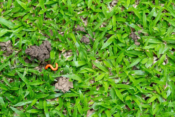 The grassy ground with many earth worms' feces shows that the ground there is rich., Feces of earthworms in a green lawn.