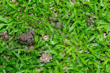 The grassy ground with many earth worms' feces shows that the ground there is rich., Feces of earthworms in a green lawn.