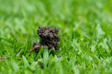 The grassy ground with many earth worms' feces shows that the ground there is rich., Feces of earthworms in a green lawn.