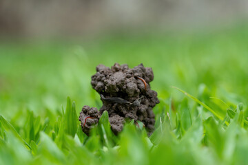 The grassy ground with many earth worms' feces shows that the ground there is rich., Feces of earthworms in a green lawn.