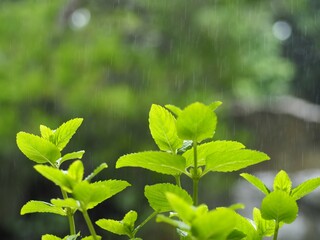 雨の日　ミント