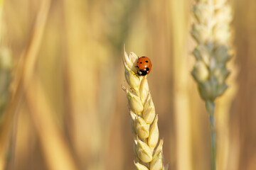 ladybug on an ear of wheat