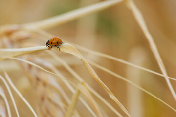 ladybug close-up on an ear of barley © in_colors