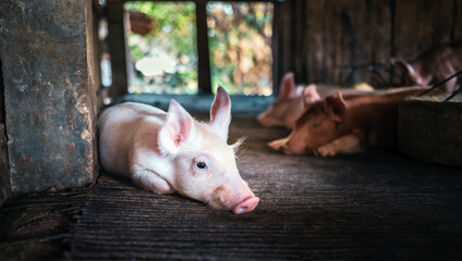 A portrait of a cute small piglet cute newborn flop on the pig farm with other piglets.Pig Breeding farm in swine business in tidy and  indoor © NARONG