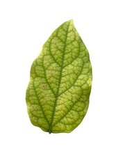 Obraz premium The green leaves are shaped like hearts.