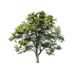 Fototapeta premium Green tree on transparent background. Generative AI