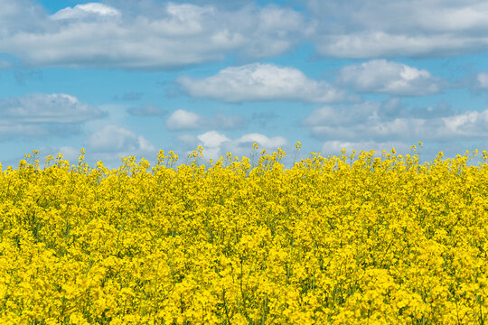 Blooming canola field and the blue sky with clouds.