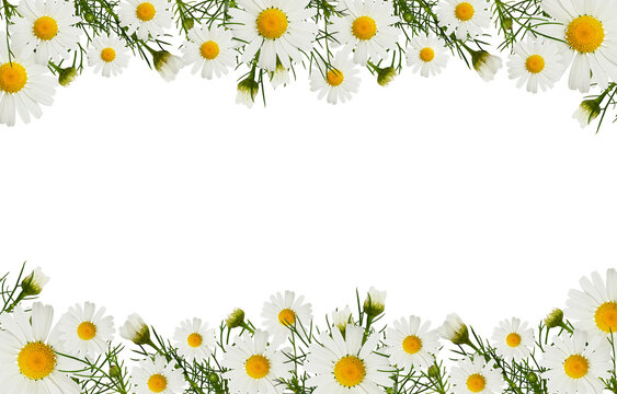 Daisy flowers and buds in a border arrangements isolated on white or transparent background