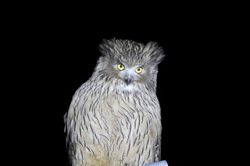 Blakiston's Fish Owl (Bubo blakistoni) in Hokkaido, Japan