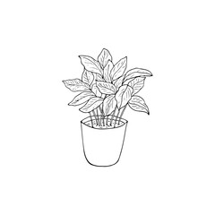 Hand drawn coffee plant in a pot. Sketch of coffee plant vector illustration isolated on white background.