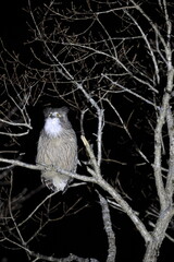 Blakiston's Fish Owl (Bubo blakistoni) in Hokkaido, Japan