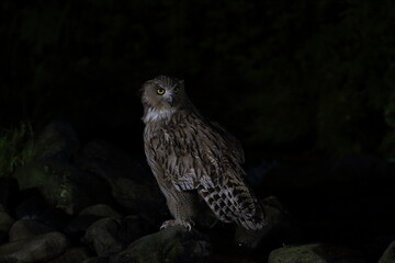 Blakiston's Fish Owl (Bubo blakistoni) in Hokkaido, Japan