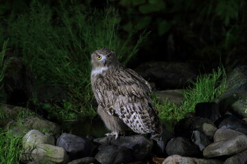 Blakiston's Fish Owl (Bubo blakistoni) in Hokkaido, Japan