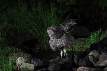 Blakiston's Fish Owl (Bubo blakistoni) in Hokkaido, Japan