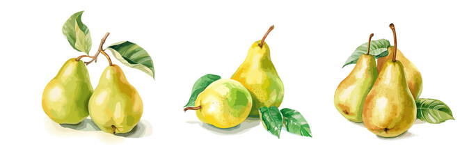 Pears, watercolor painting style illustration. Vector set.