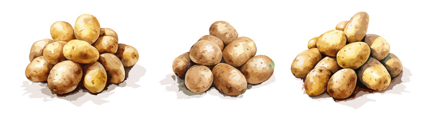 Potatoes, watercolor painting style illustration. Vector set.