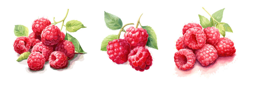 Raspberries, watercolor painting style illustration. Vector set.