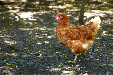 free range chicken in the summer day