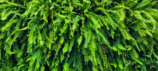 panel of green plants ferns