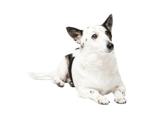 Cute black and white mongrel dog is lying, looking to the side.