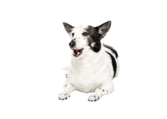 Adorable black and white mongrel dog is lying, looking to the side, mouth is open.