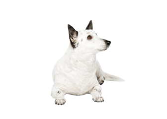 Cute black and white mongrel dog is lying, looking to the side.