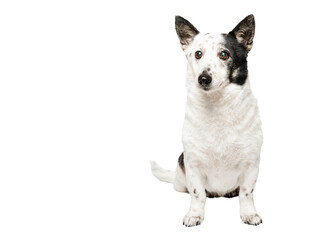 Funny  black and white mongrel dog is sitting, looking to the side.