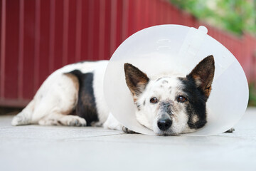 Sad black and white mongrel dog in a vet collar is lying, on the nose is scar from a recent surgery.