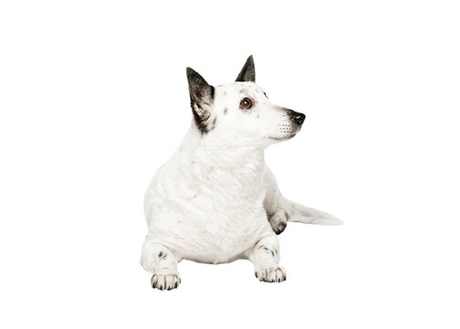 Cute black and white mongrel dog is lying, looking to the side.