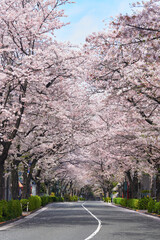 桜の花が満開のかむろ坂 - 620171314