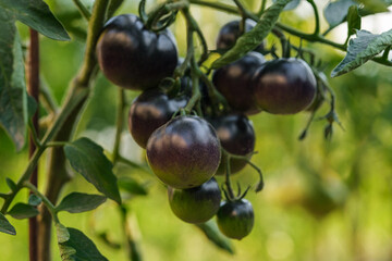 Close up shot of a branch of Indigo Rose black tomatoes.