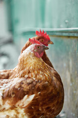 free range chicken in the summer day