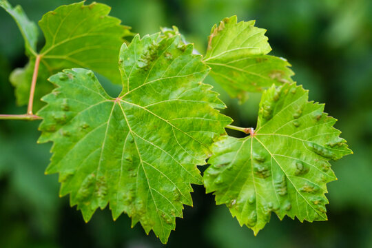 Close up shot of diseased grape leaves.