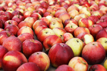 Fototapeta na wymiar Many Fresh red apples background. harvest concept.