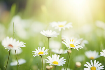 Flower meadow with daisies in sunlight close-up summer background. Ai generated